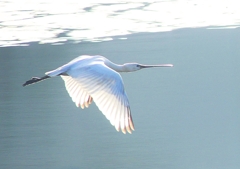 P4470165：ヘラサギ_R