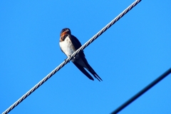 P4240700：ツバメ_R