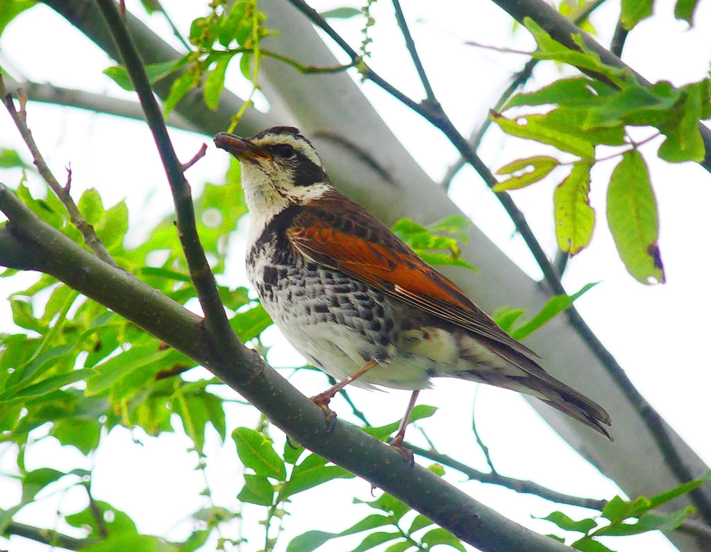 P4060323：ツグミ_R