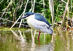 P2010885：ゴイサギ_R