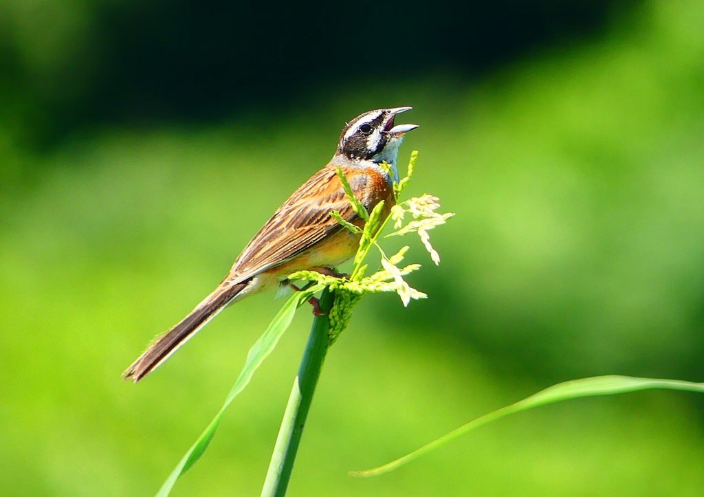 P1040709：ホオジロ（オス）_R