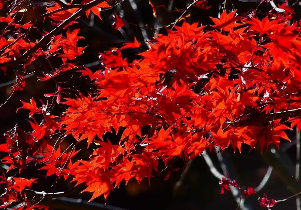 P4530846：紅葉_R