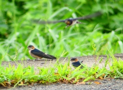 P1030584：コシアカツバメ（幼鳥）_R