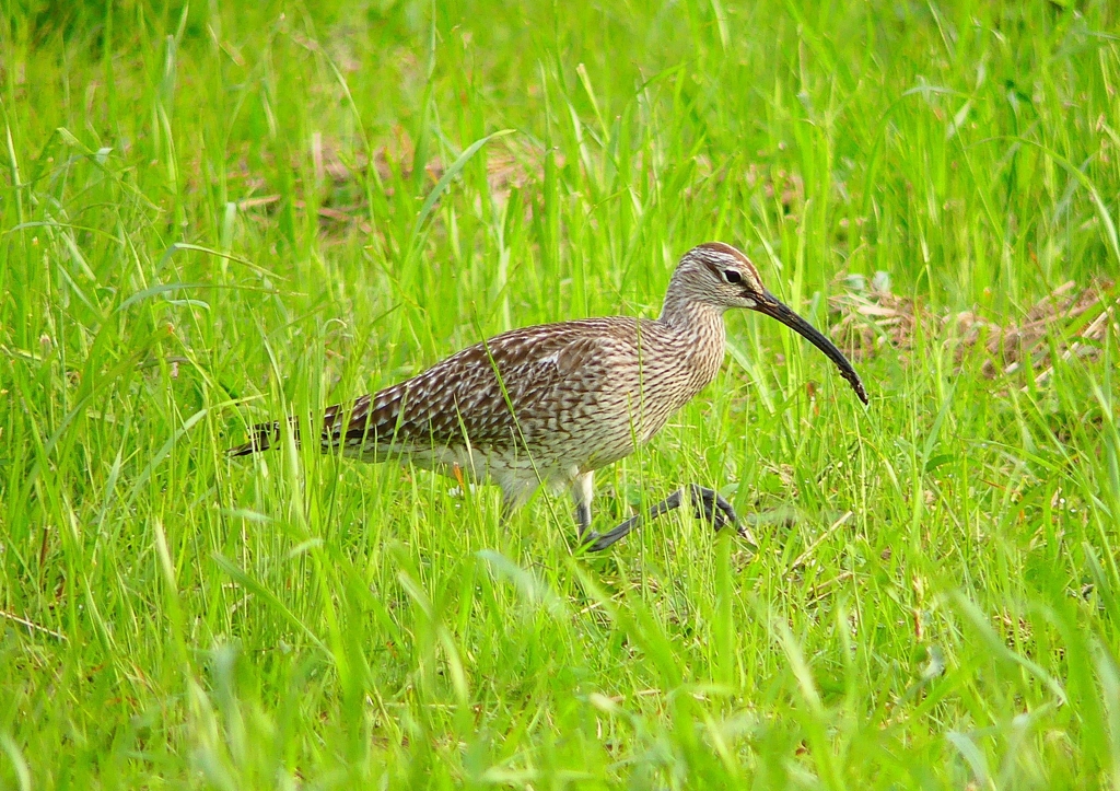 P1990356：チュウシャクシギ_R