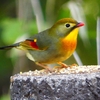 P1520693：ソウシチョウ_R