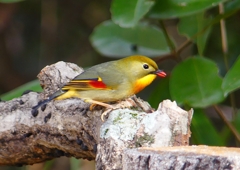 P1550605：ソウシチョウ_R