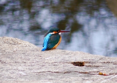 P4710250：カワセミ（メス）_R