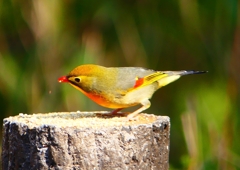 P1890092：ソウシチョウ_R