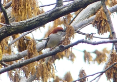 P1930776：ニュウナイスズメ_R