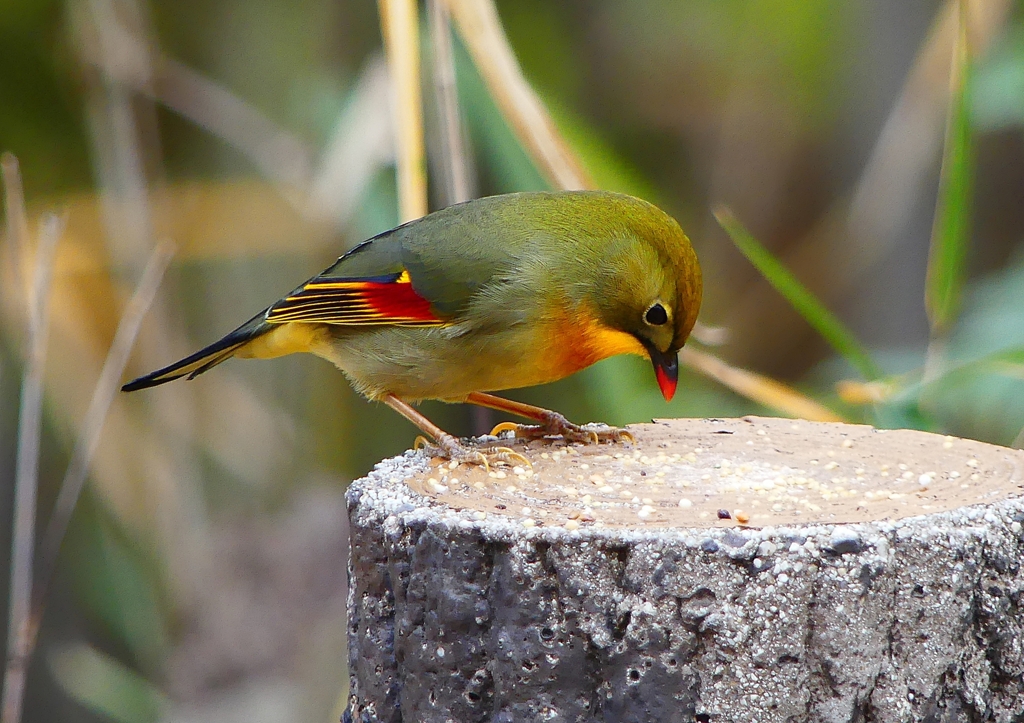 P1600174：ソウシチョウ_R