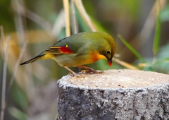 P1600174：ソウシチョウ_R