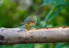 P3770040：ソウシチョウ_R