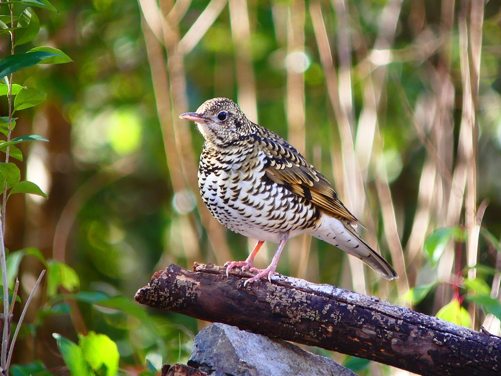 P3760015：トラツグミ_R