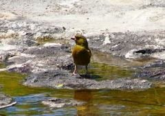 P2020285：カワラヒワ_R