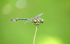 P1040173：ウチワヤンマ_R