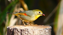 P1670022：ソウシチョウ-23_R