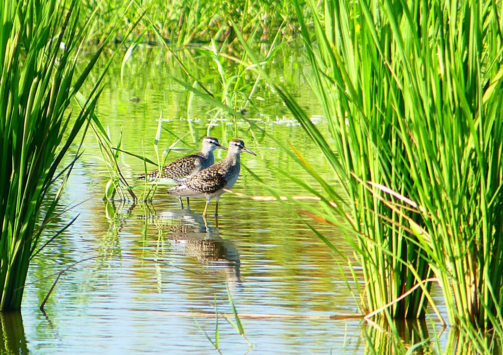 P1150721：タカブシギ_R