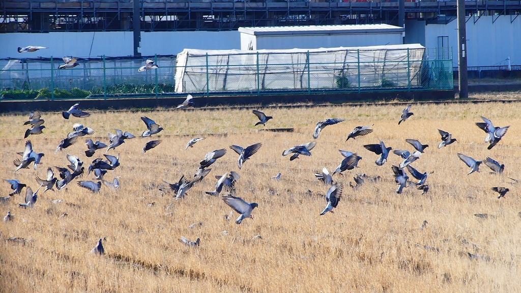 P1630442：飛ぶカワラバト_R