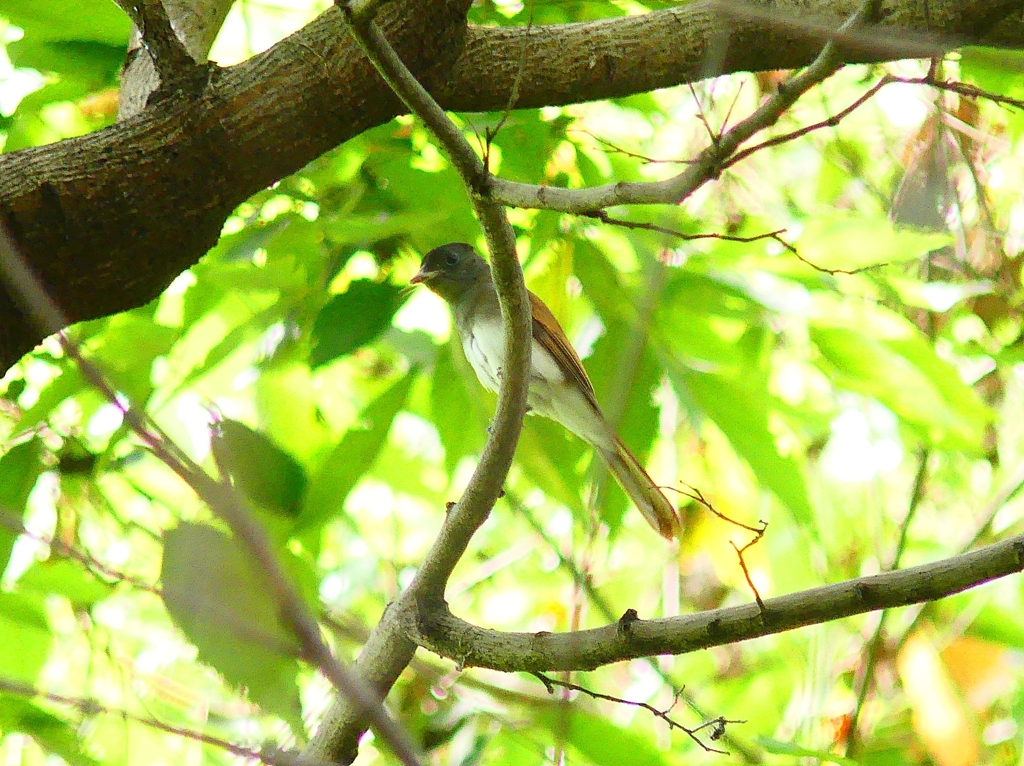 P4350461：サンコウチョウ_R