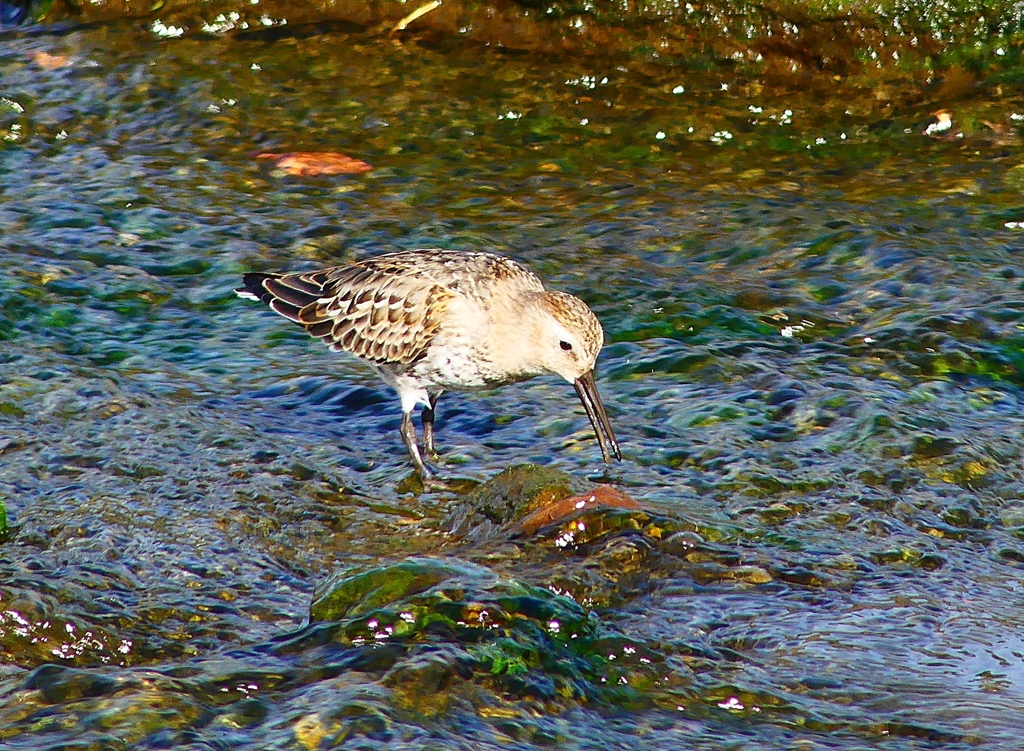 P4400109：ハマシギ_R