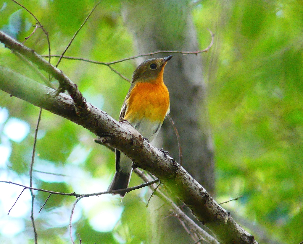 P4440478：ムギマキ（若鳥）_R