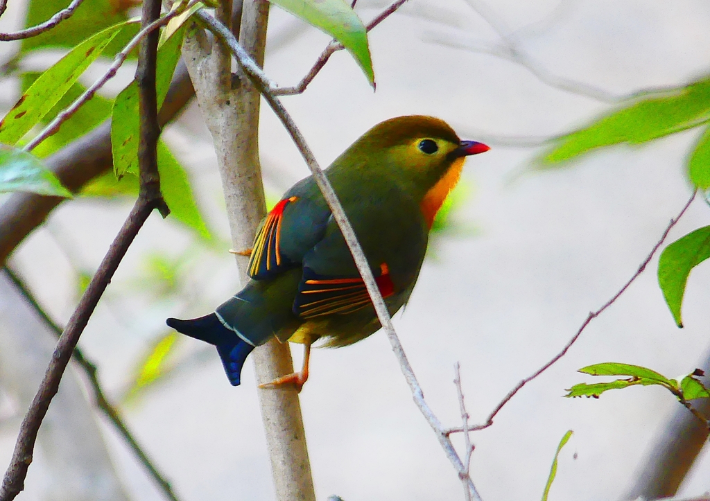 P1730406：ソウシチョウ_R