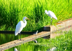P1150053：チュウサギ、コサギ_R