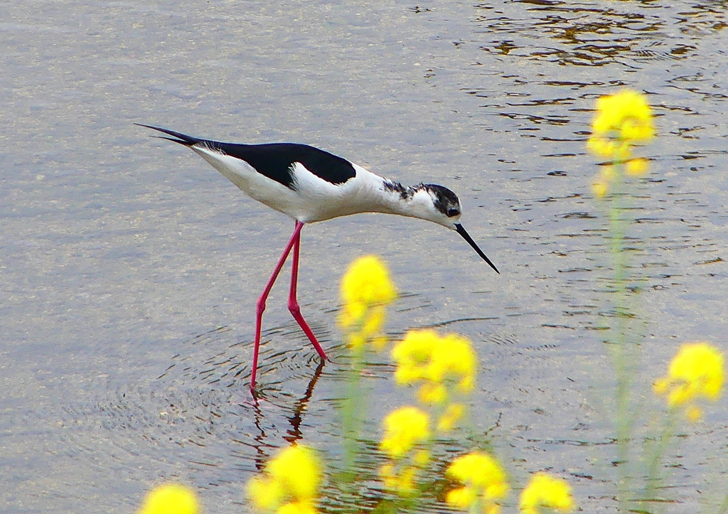 P1950254：セイタカシギ_R