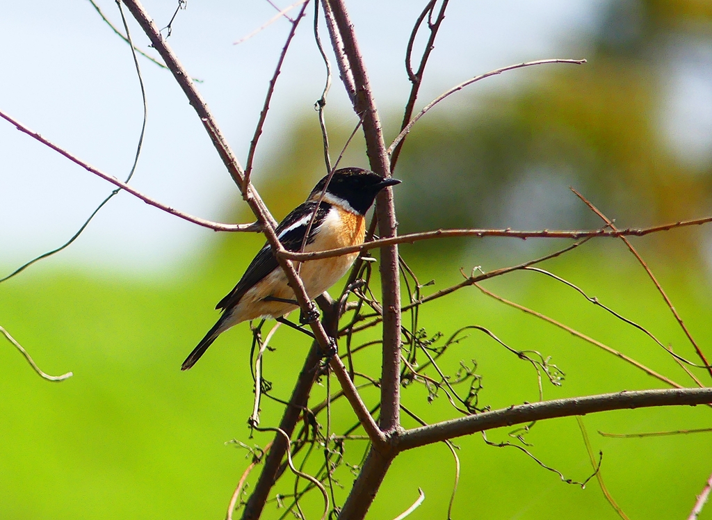 P4860073：夏羽ノビタキ（オス）_R