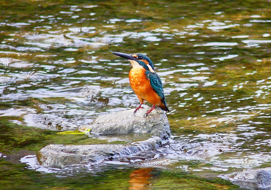 P4380507：カワセミ（オス）_R