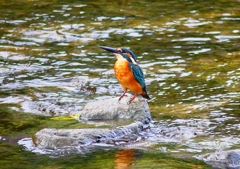 P4380507：カワセミ（オス）_R