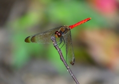 P1160360：リスアカネ_R