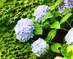 P1020576：アジサイ_R