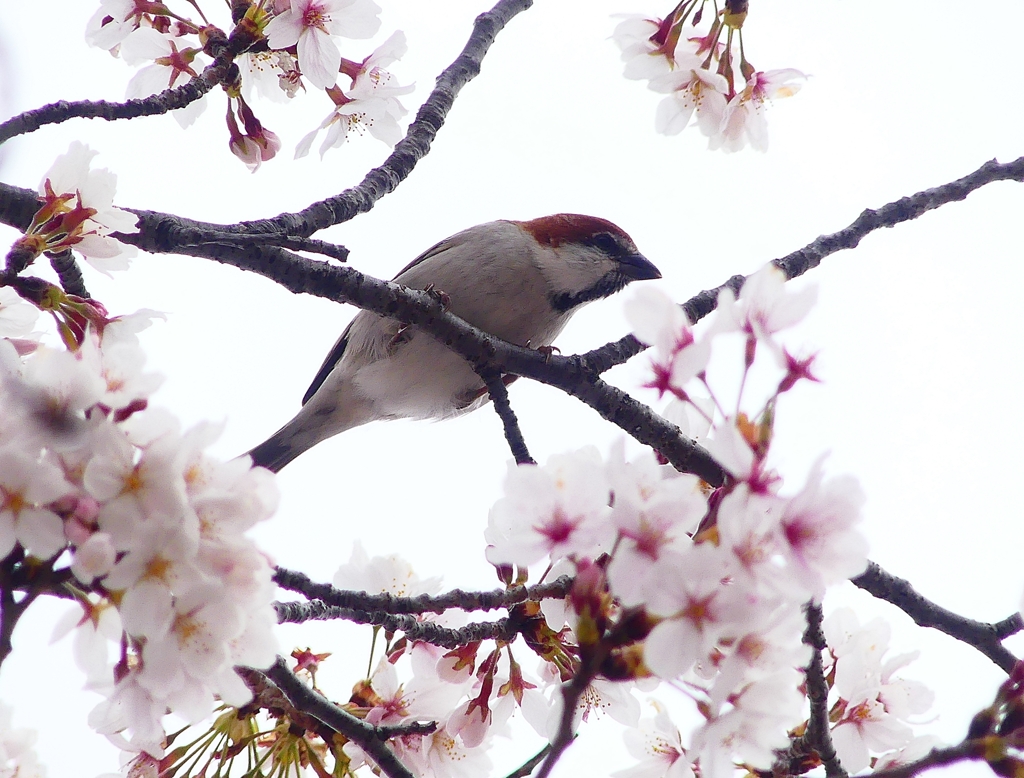 P3990446：ニュウナイスズメ（オス）_R