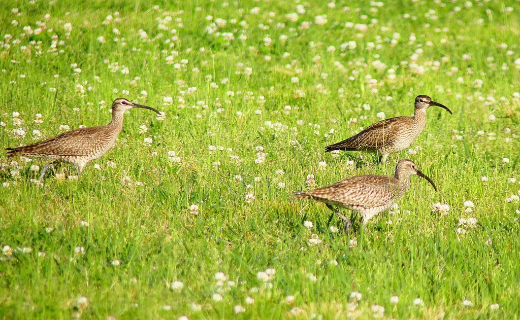 P4950581：チュウシャクシギ_R