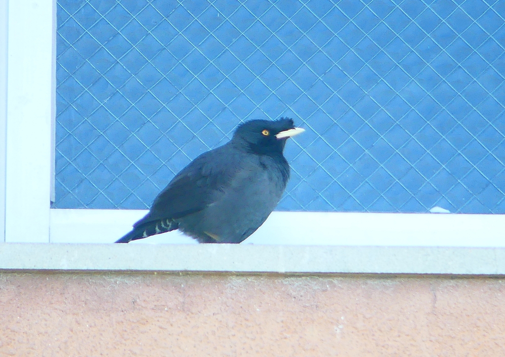 P1920825：ハッカチョウ_R