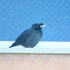 P1920825：ハッカチョウ_R