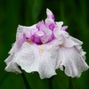 P4170676：菖蒲_R