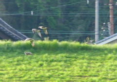 P4080784：飛ぶチュウシャクシギ_R