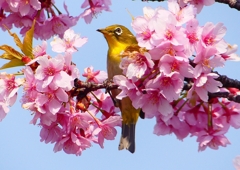 P1890346：河津桜にメジロ_R