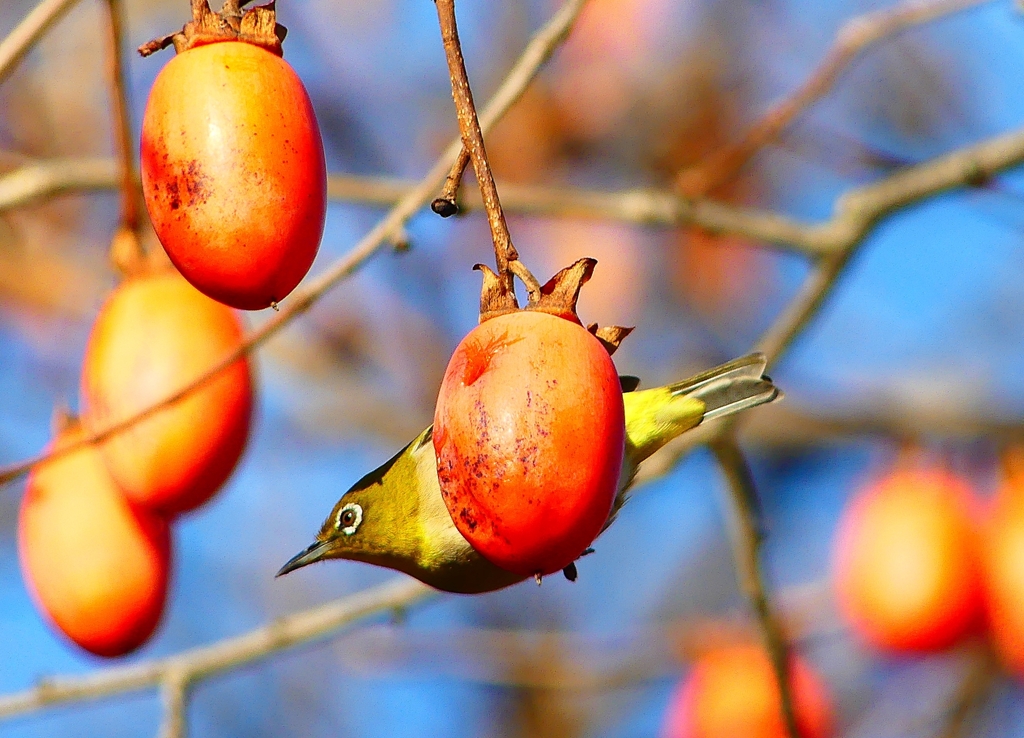 P4580674：メジロ_R