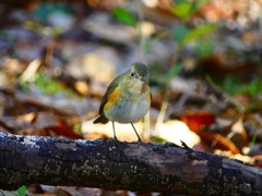 P3750743：ルリビタキ（メスタイプ）_R