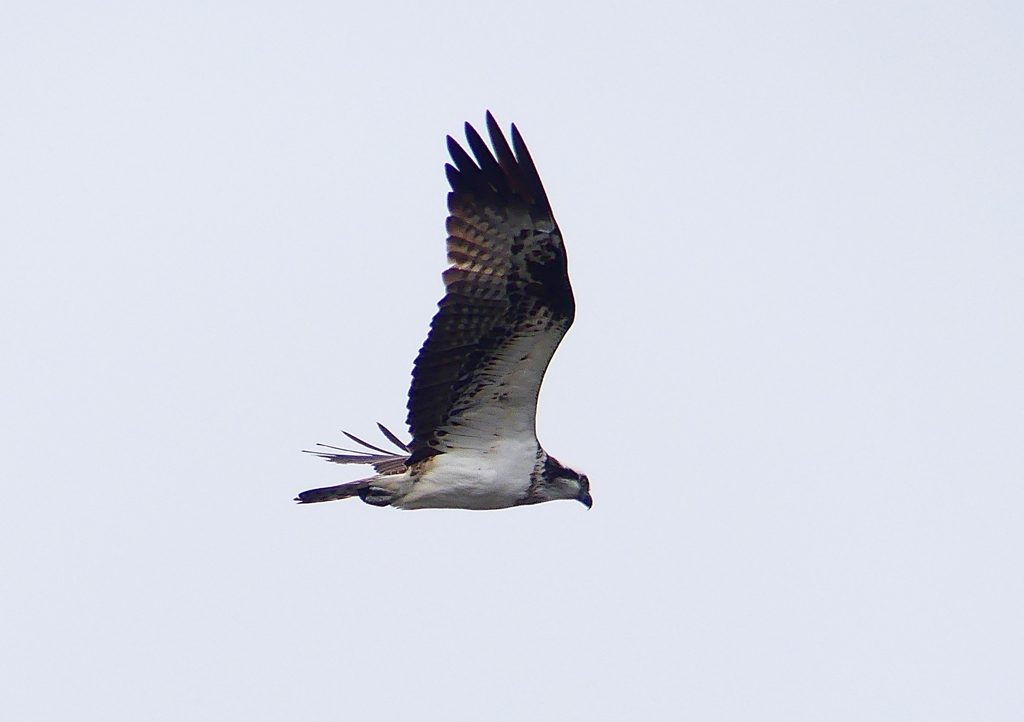 P1850232：飛ぶミサゴ_R