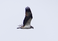 P1850232：飛ぶミサゴ_R