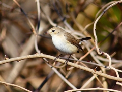 P4620487：ニシオジロビタキ_R