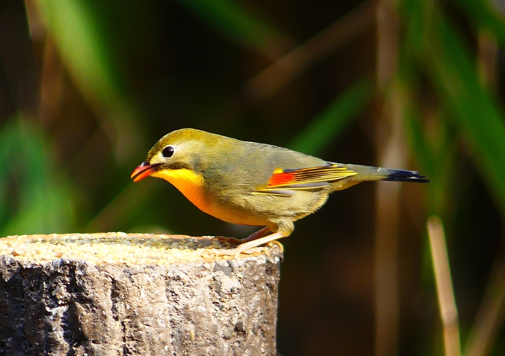 P1890080：ソウシチョウ_R