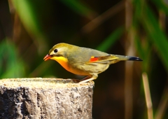 P1890080：ソウシチョウ_R