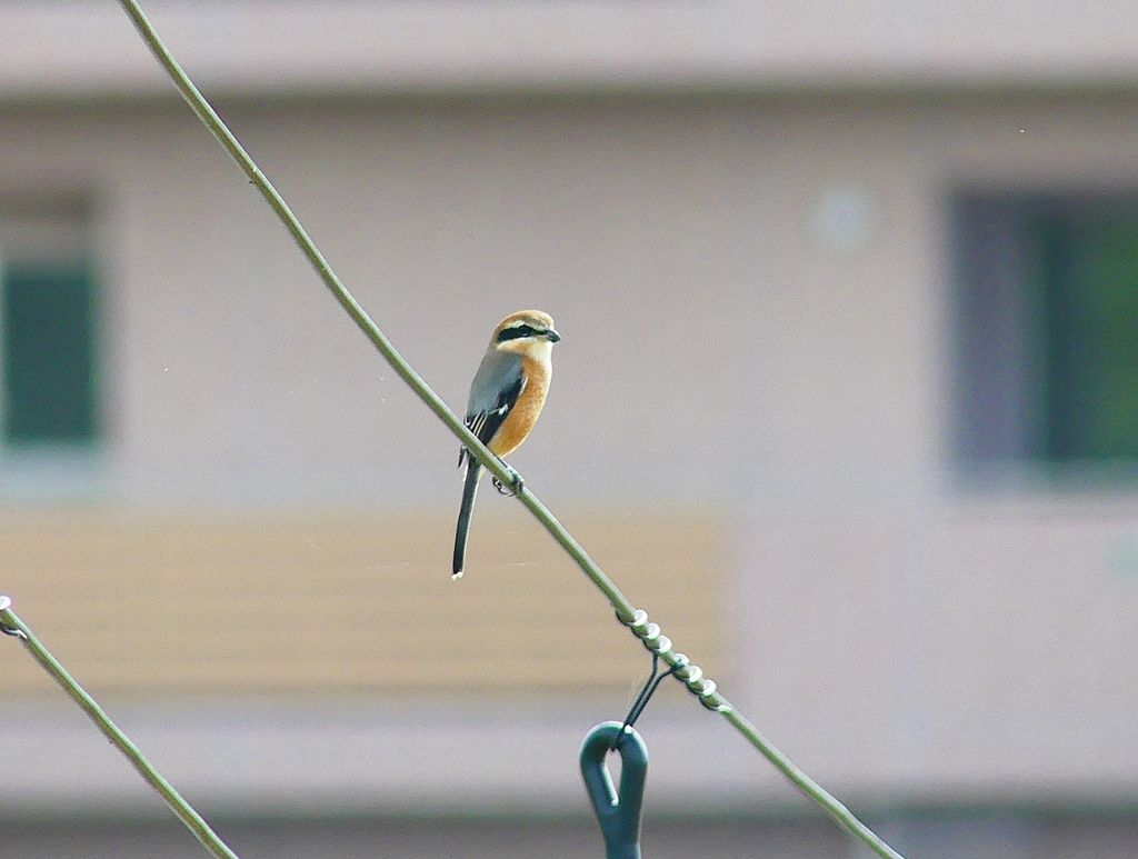 P4380753：モズ（オス）_R