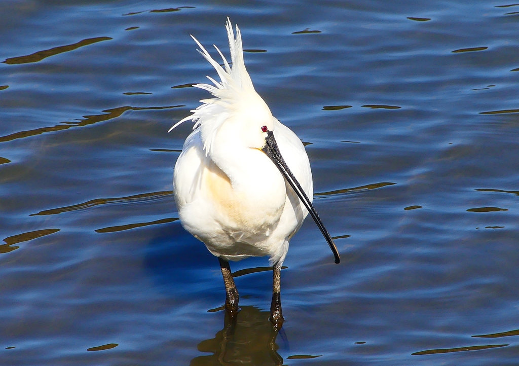 P1700421：ヘラサギ_R