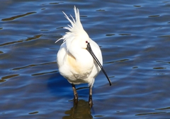 P1700421：ヘラサギ_R